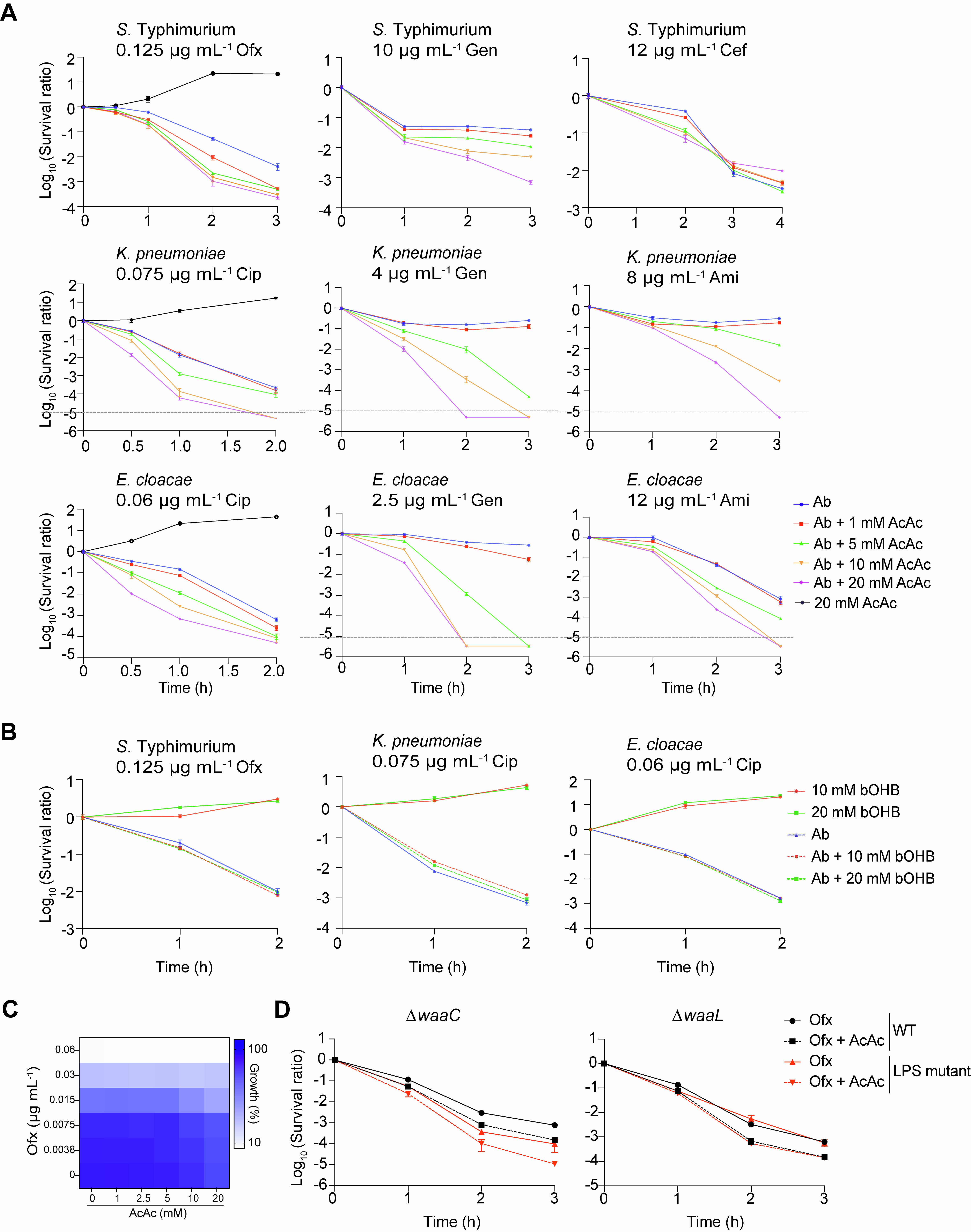 AcAc Antibiotic Killing Curves