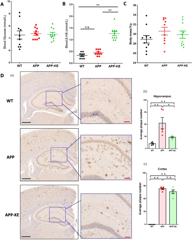 BD-AcAc2 reduces hippocampal amyloid plaque burden