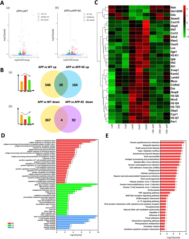 Transcriptomic analysis showing IFITM3 pathway normalization