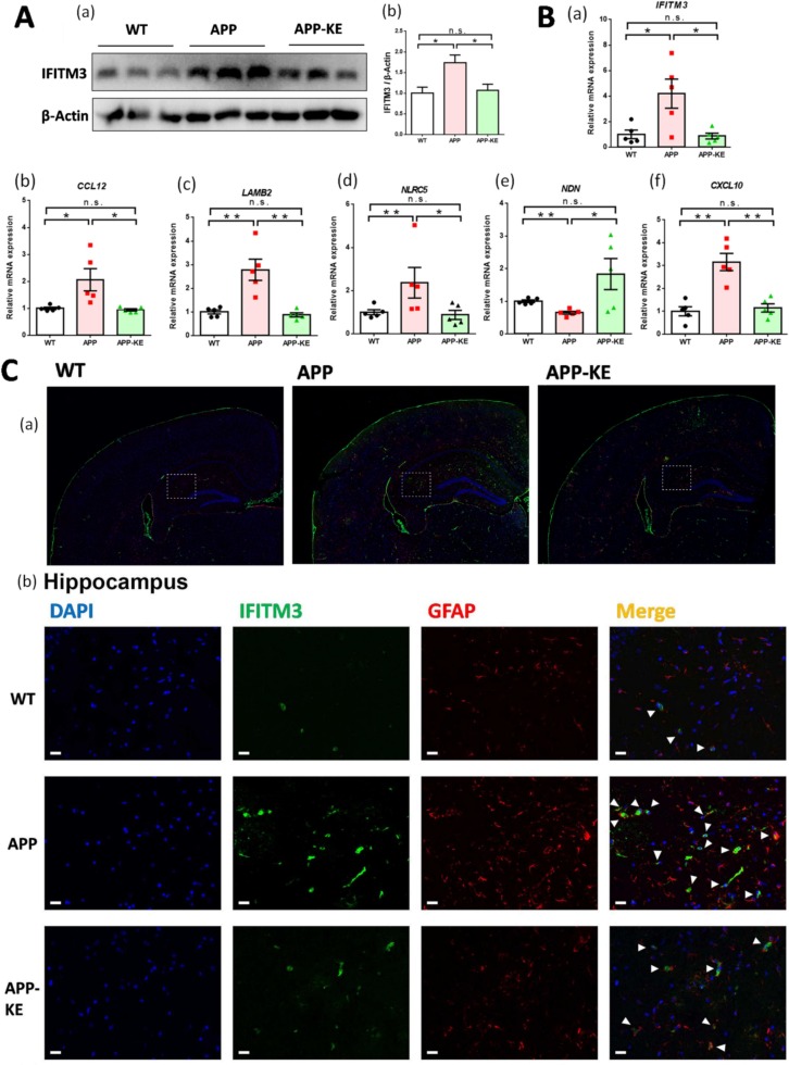 IFITM3 protein normalization and hippocampal immunofluorescence