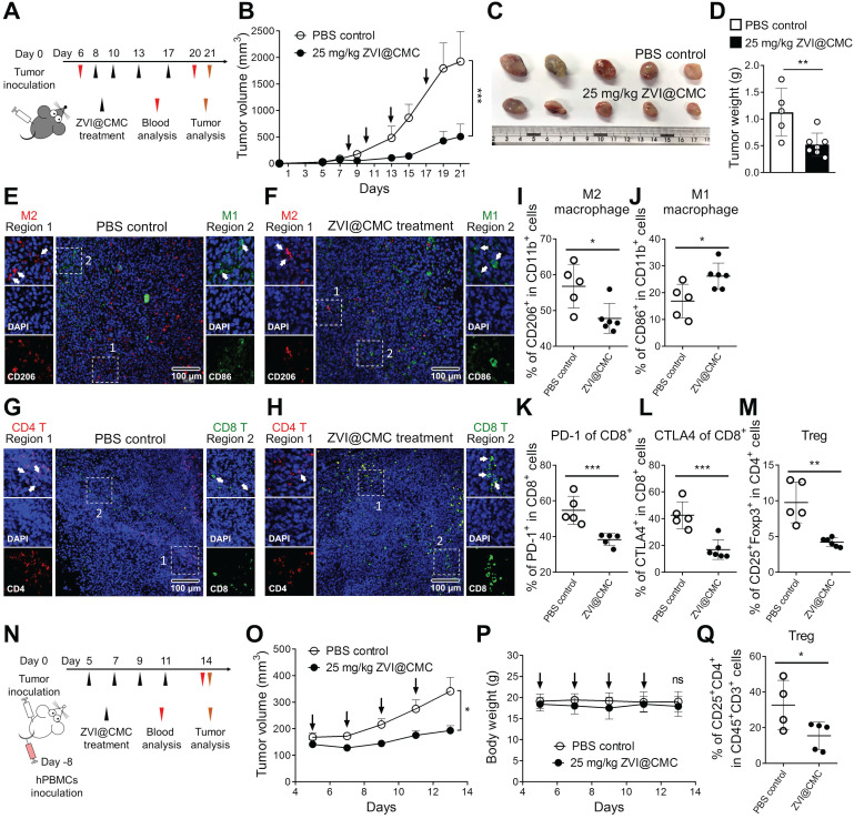 Ferroptosis + Immunostimulatory TME
